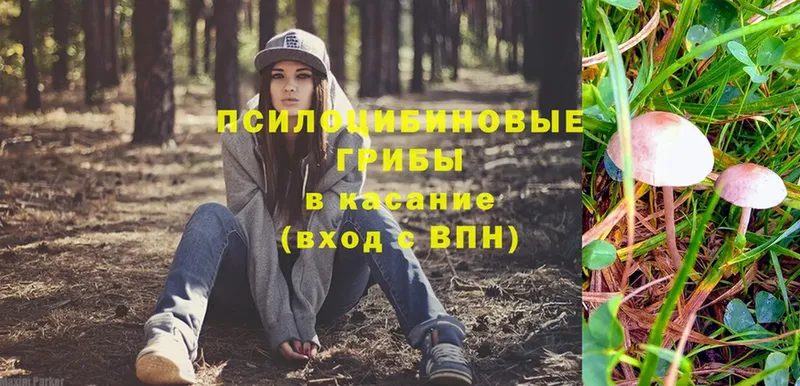 купить   Мосальск  Галлюциногенные грибы Psilocybine cubensis 